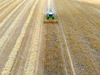 Harvesting the barley