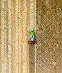Red Kite and barley harvest