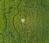 Sunflower maze