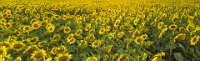 Sunflower pana