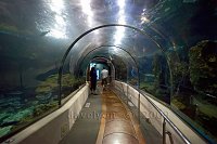 Barcelona-Port-Vell-harbour-sea-life-centre-tunnel-2