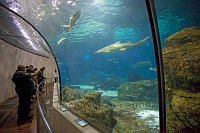 Barcelona-Port-Vell-harbour-sea-life-centre-tunnel