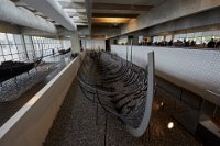 Roskilde viking museum 3