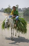Egyptian-transport
