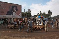 Goat market by the roadside in Addis Ababa Ethiopia