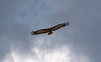 Vulture circling thermal Addis Ababa Ethiopia