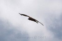 Addis-vulture-3