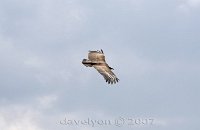 Addis-vulture-4