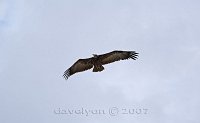 Addis-vulture