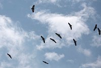 Vulture circling thermal Addis Ababa Ethiopia