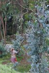 Cutting eucalyptus on Entoto mountain Addis Ababa Ethiopia