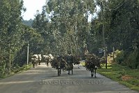 Eucalyptus-carriers-Entoto-mountain