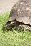 Giant-tortoise