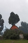 Tree house Entoto mountain Addis Ababa Ethiopia