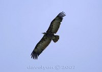 vulture