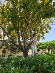 Corfu the Achilleion Palace 3