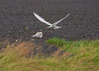 Iceland-Artic-turn-feeding-chick