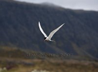 Iceland-Artic-turn