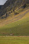 Iceland-farm-buildings