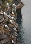 Iceland-fullmers-nesting-2