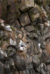 Iceland-fullmers-nesting