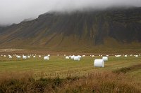 Iceland-harvest-time-on-the-Snaefellness