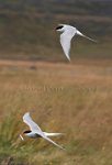 Iceland-pair-of-Artic-terns