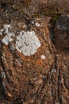 Iceland-solidified-lava-with-lichen
