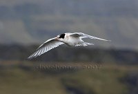 Iceland-young-tern