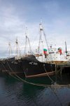 Iceland Reykjavik whaling fleet