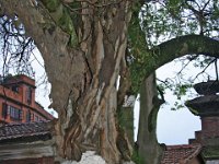 Durbar-square-Kathmandu-rat-shrine
