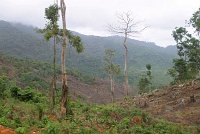 Freetown-cleared-trees