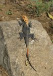 Gheko