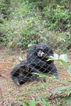 Lead-chimp-Tacugama