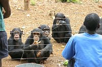Tacugama-chimp-rescue-1