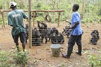 Tacugama-chimp-rescue-2