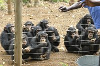 Tacugama-chimp-rescue-3
