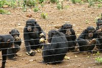 Tacugama-chimp-rescue-4