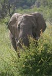 Angry-Elephant