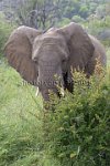 Angry-Elephant2