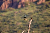 Ape-glossy-Starling