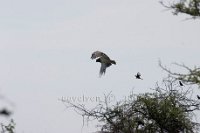 Black-chested-snake-Eagle