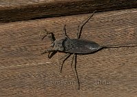 Bug