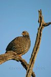 Cape-Francolin