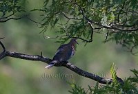 Dove