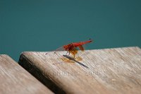 Dragonfly2