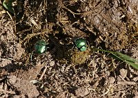 Dung-beetles