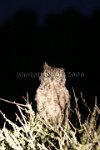 Eagle-Owl