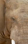 Elephant-eye