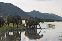 Elephants-at-sundown